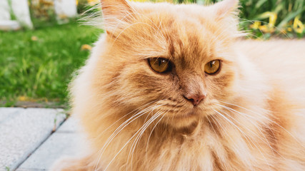 Naklejka na ściany i meble Big ginger domestic cat sits on street. Animal concept.