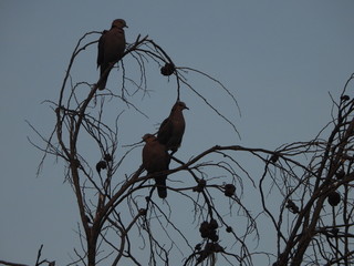 Ring necked doves at dusk
