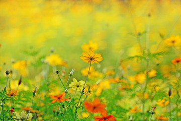 Obraz na płótnie Canvas Soft focus bloom yellow chrysanthemums daisy flower background pattern