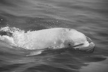 Fototapeta premium Beluga