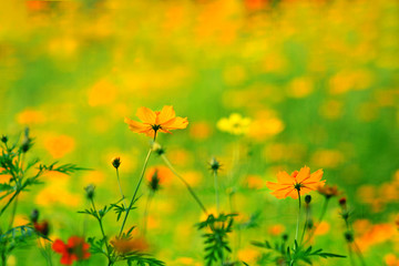 bloom yellow chrysanthemums daisy flower background pattern