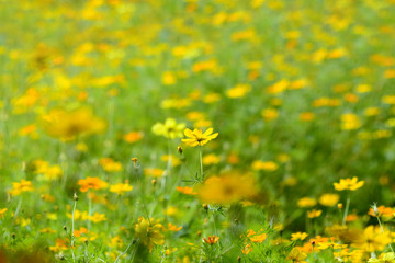 bloom yellow chrysanthemums daisy flower background pattern