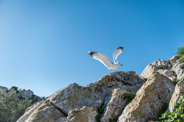 seagull