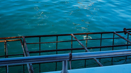 Floating cage for white shark diving activity in South Africa one of the most exciting activity for tourist