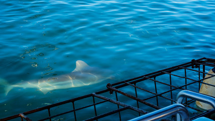 Close up shot large shark next to white shark cage diving in South Africa scary extreme view