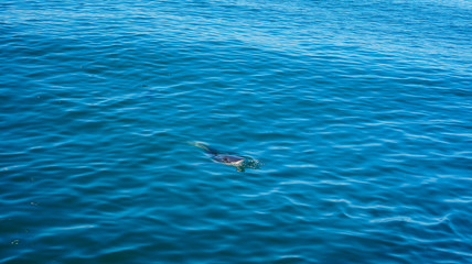 Copper sharks swimming around lure and tourist boat floating cage South Africa attraction