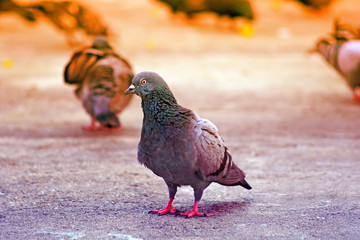 focus on dove or pigeon on the cement  floor