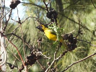 Weaver building nest