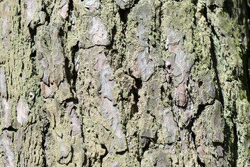 Pine tree bark texture closeup. Natural abstract background