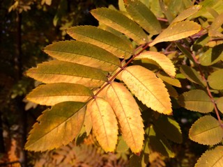 Golden palette of autumn leaves in the Park