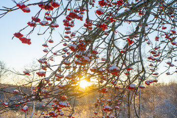 Red rowan berries on the branch in the blue sky background. Scandinavian winter. Swedish nature wallpaper, background with place for text.