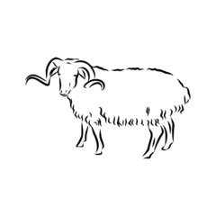 vector illustration of a goat, sheep