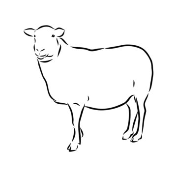 vector illustration of a sheep 