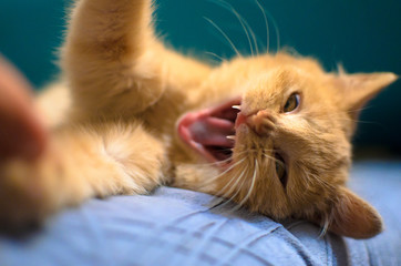 An angry playing ginger kitten with open mouth showing fangs on a bright aquamarine background attacks a man's hand