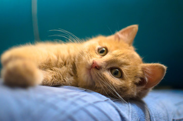 Red kitten on a bright aquamarine background lies on the sofa and looks cute