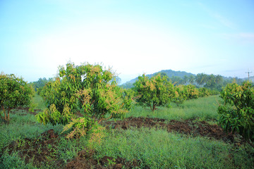 Mango trees in field with bunches of mango flowers.