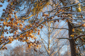 Bright winter day in Sweden. Frosted tree branches. Winter in scandinavia. Landscape wallpaper. Nature photo.