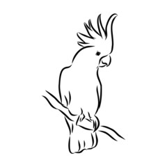 vector illustration of an bird, parrot 