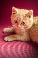 Fototapeta na wymiar The confused little ginger kitten lies on a red-crimson background