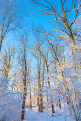 Bright winter day in Sweden. Frosted trees and snowy ground. Winter in scandinavia. Landscape wallpaper. Nature photo.