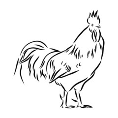 rooster isolated on white background