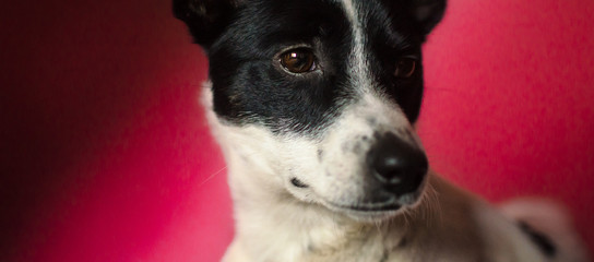 Confused basenji dog in the form of a banner on a simple red-raspberry background