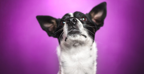 Curious and funny basenji dog with big ears on a beautiful simple purple background looks up with a bulging nose