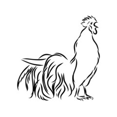 vector illustration of a rooster