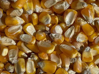 Dry corn background
