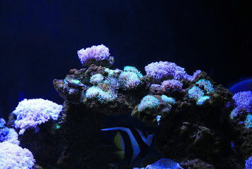 Corals reefs in aquarium tank.