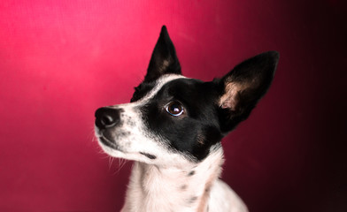 Basenji dog with big ears on a beautiful simple red background, illustrative portrait