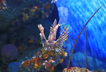 Lionfish (Pterois volitans) swimming in aquarium tank against coral reefs background.