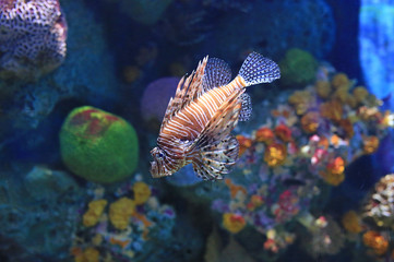 Lionfish (Pterois volitans) swimming in aquarium tank against coral reefs background.