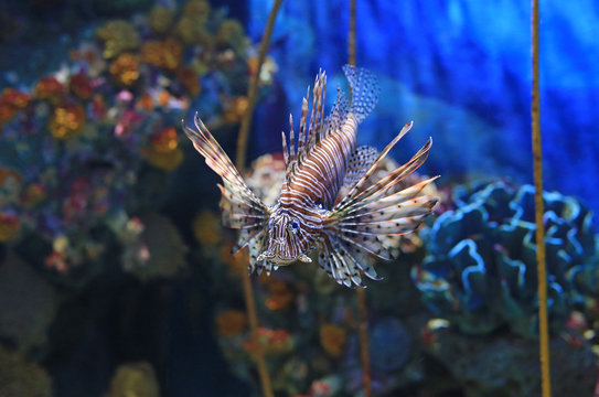 Lionfish (Pterois volitans) swimming in aquarium tank against coral reefs background.