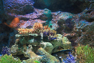 Naklejka na ściany i meble Underwater corals reef sea view in aquarium tank.