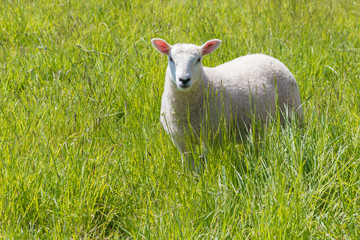Fototapeta premium Sheep on the farm