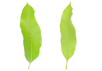 Fototapeta premium Fresh green mango leaves isolated on white background.