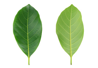 Fresh green leafs isolated on white background.