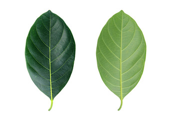 Fresh green leafs isolated on white background.