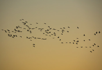 Cranes flying against golden sky, profile view