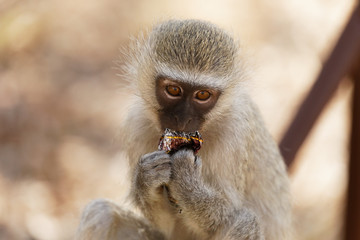Sad facial expression on this little vervet monkey holding a sweet wrapper