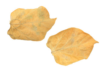 Naklejka premium Brown dry leaves isolated over white background.