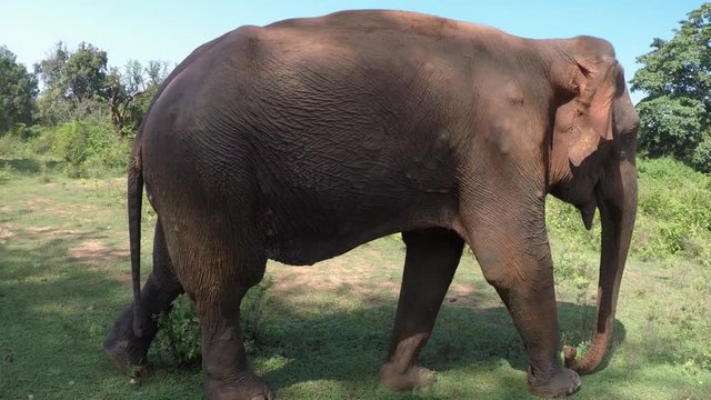 Elefant im Udawalawe Nationalpark in Sri Lanka