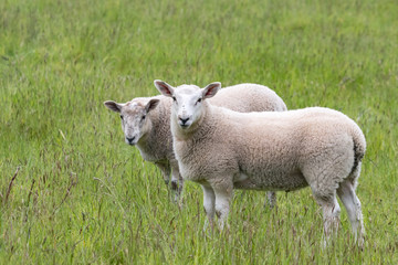 Obraz premium Fat lambs on the farm