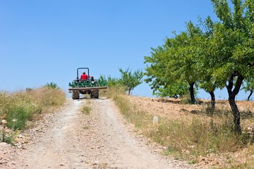 Farmer Driving Tractor On Hillside