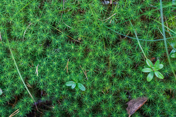 Green moss background, top view