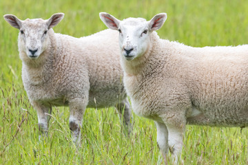 Naklejka na ściany i meble Fat lambs on the farm