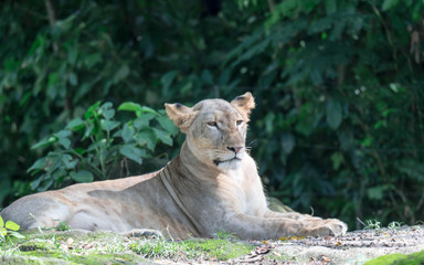 female African Lion or lioness (Panthera leo) resting on top of a grass.