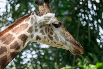 Front on view of a giraffe against green foliage and blue sky background.