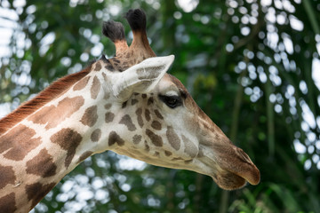 Front on view of a giraffe against green foliage and blue sky background.